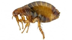 Mačji paraziti: znaju neprijatelja u lice